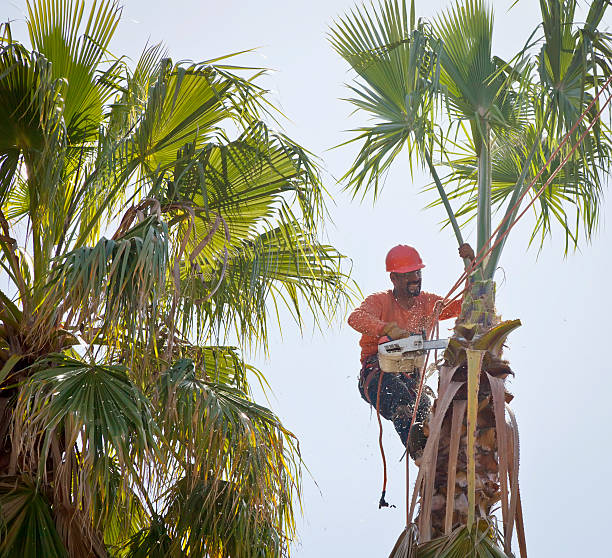 Best Arborist Consultation Services  in Spout Springs, NC