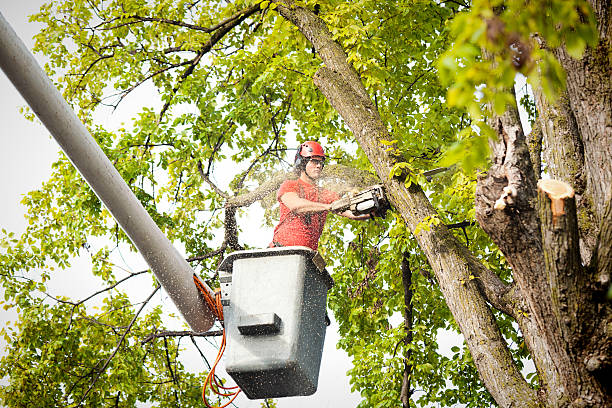 Best Tree Preservation Services  in Spout Springs, NC